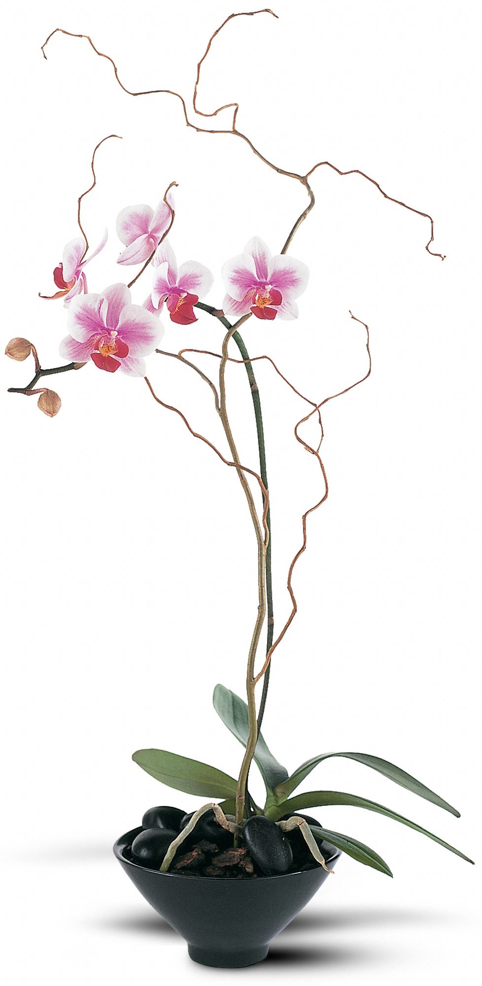 Miniature Lavender Moth Orchid in West Hills&nbsp;CA, Flowers On the Hills
