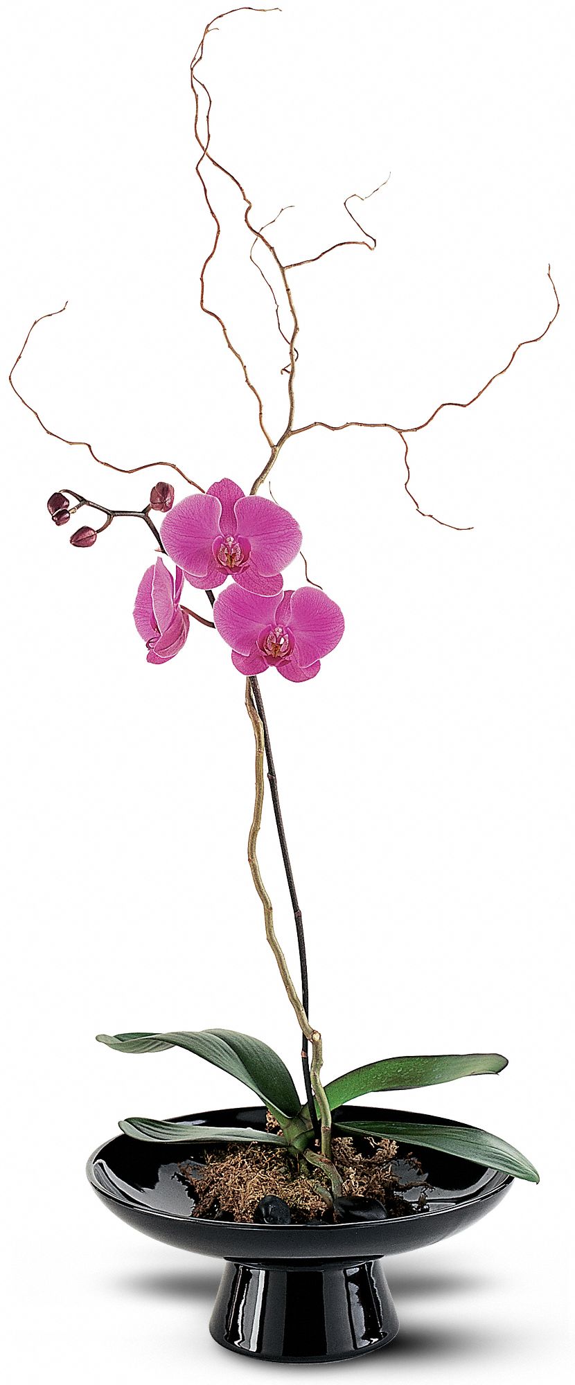 Standard Orchid in Large Bowl in West Hills&nbsp;CA, Flowers On the Hills