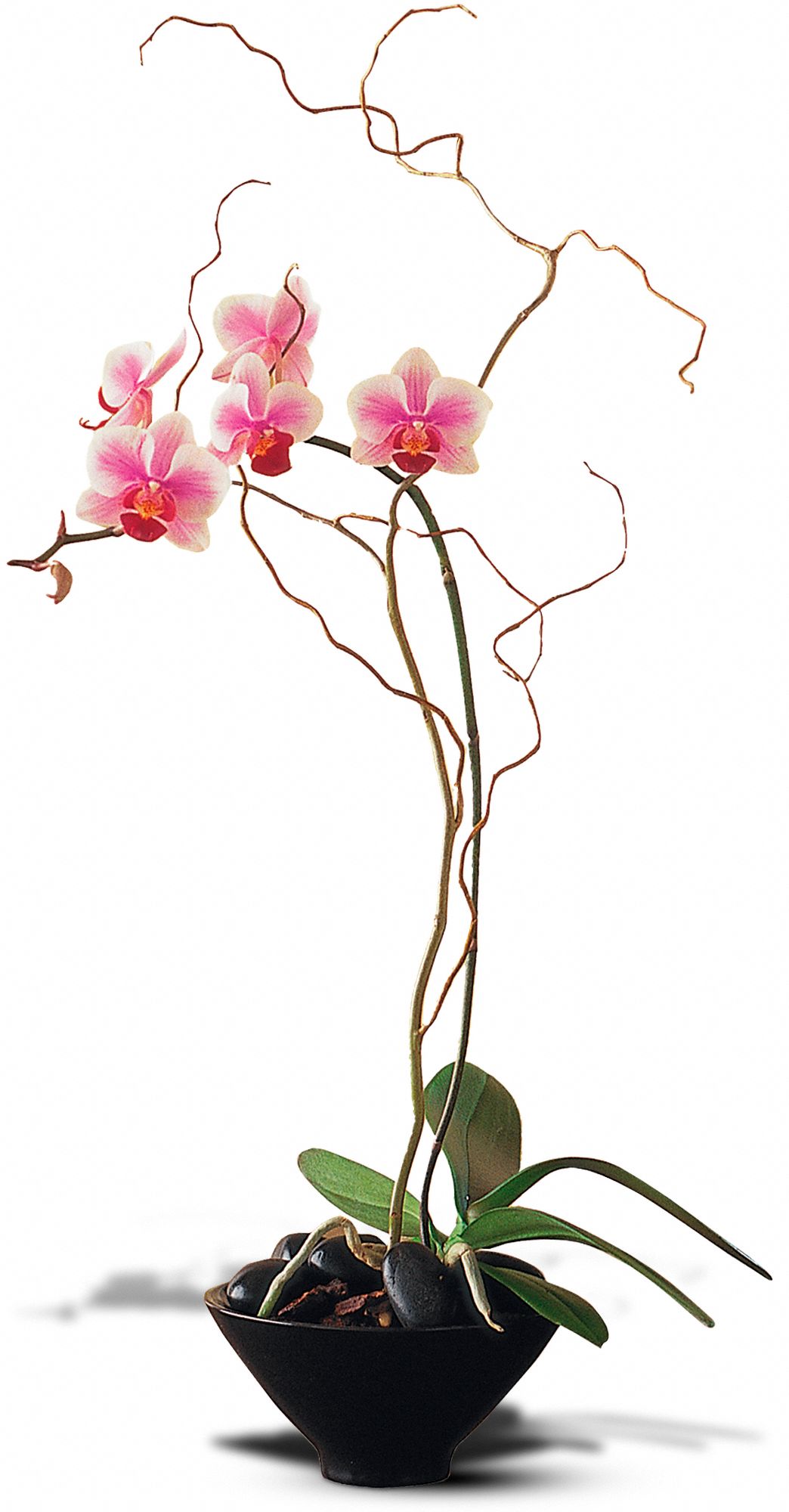 Miniature Lavender Orchid in Small Bowl in West Hills&nbsp;CA, Flowers On the Hills
