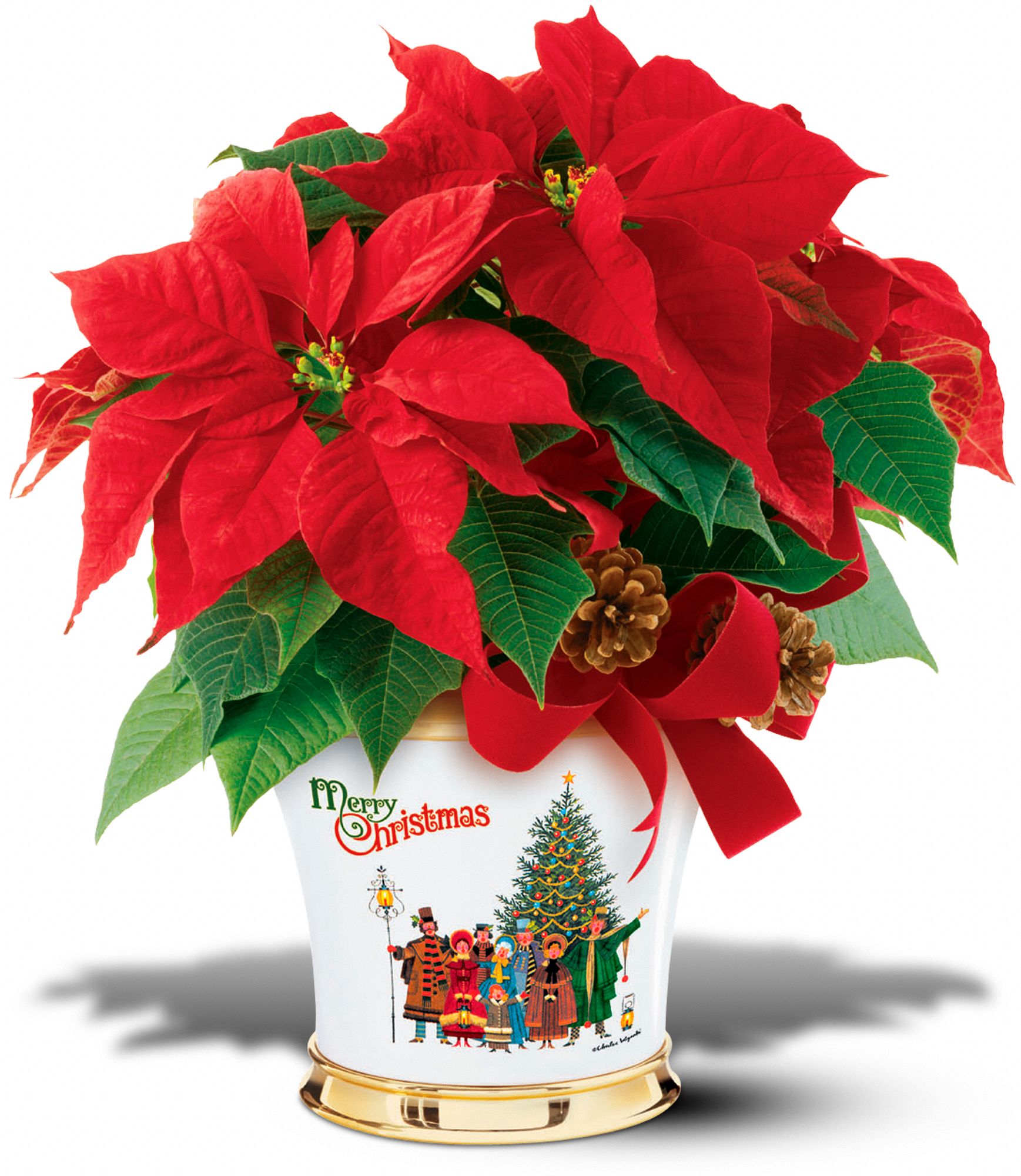 Teleflora's Wysocki Poinsettia, picture