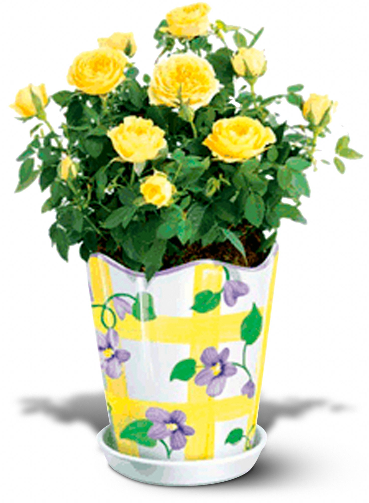 Teleflora's Country Fields Cachepot in Rochester&nbsp;NY, Expressions Flowers & Gifts