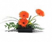 Grigg's Flowers, Carlsbad, New Mexico - Teleflora's Zen Gerbera Bowl, picture