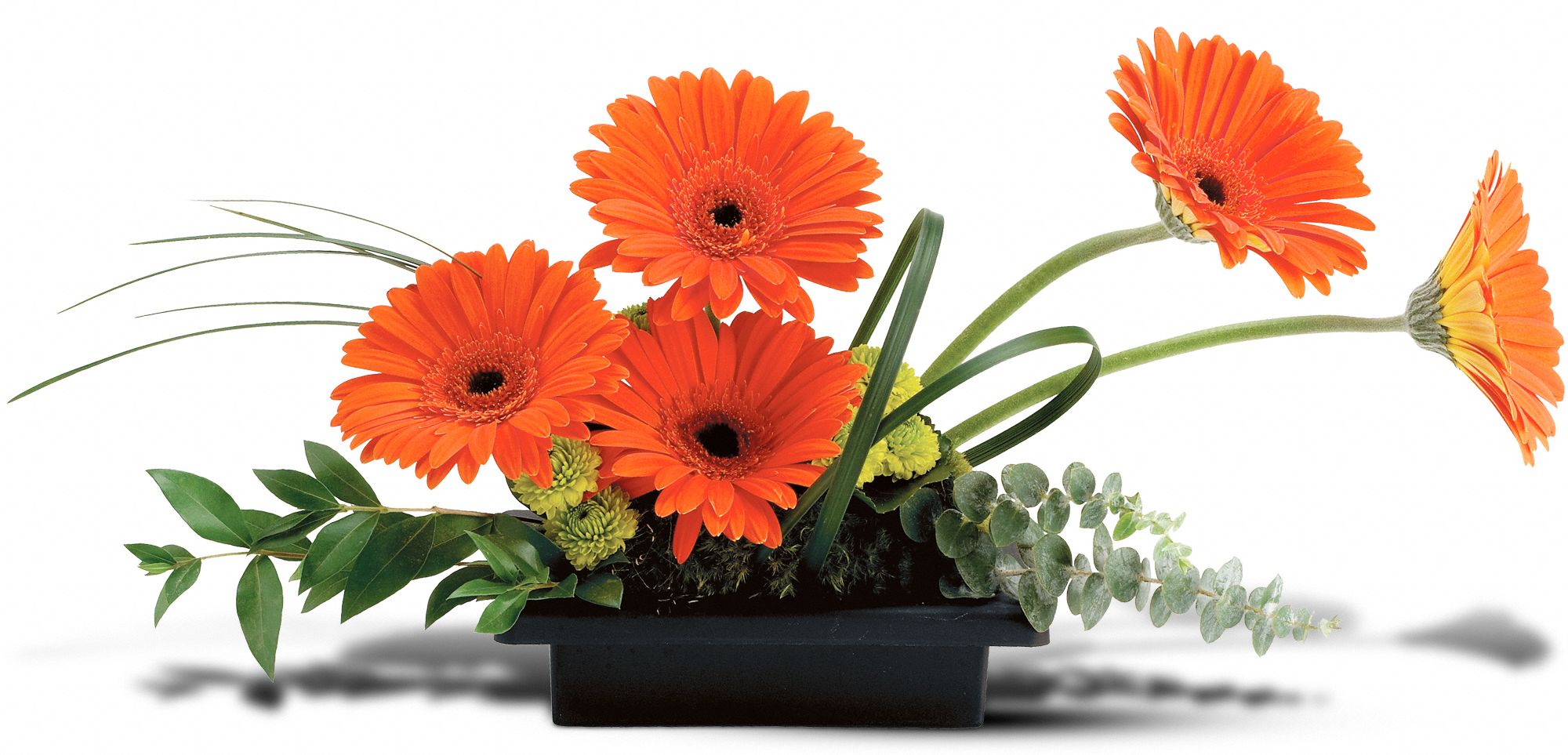Teleflora's Zen Gerbera Bowl Flowers