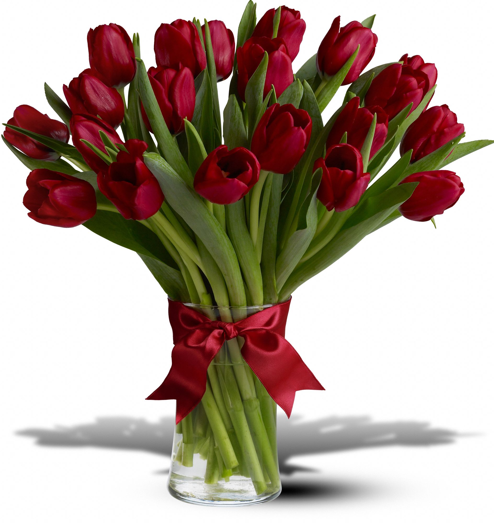 Spring Tulips Deluxe - Red graphic