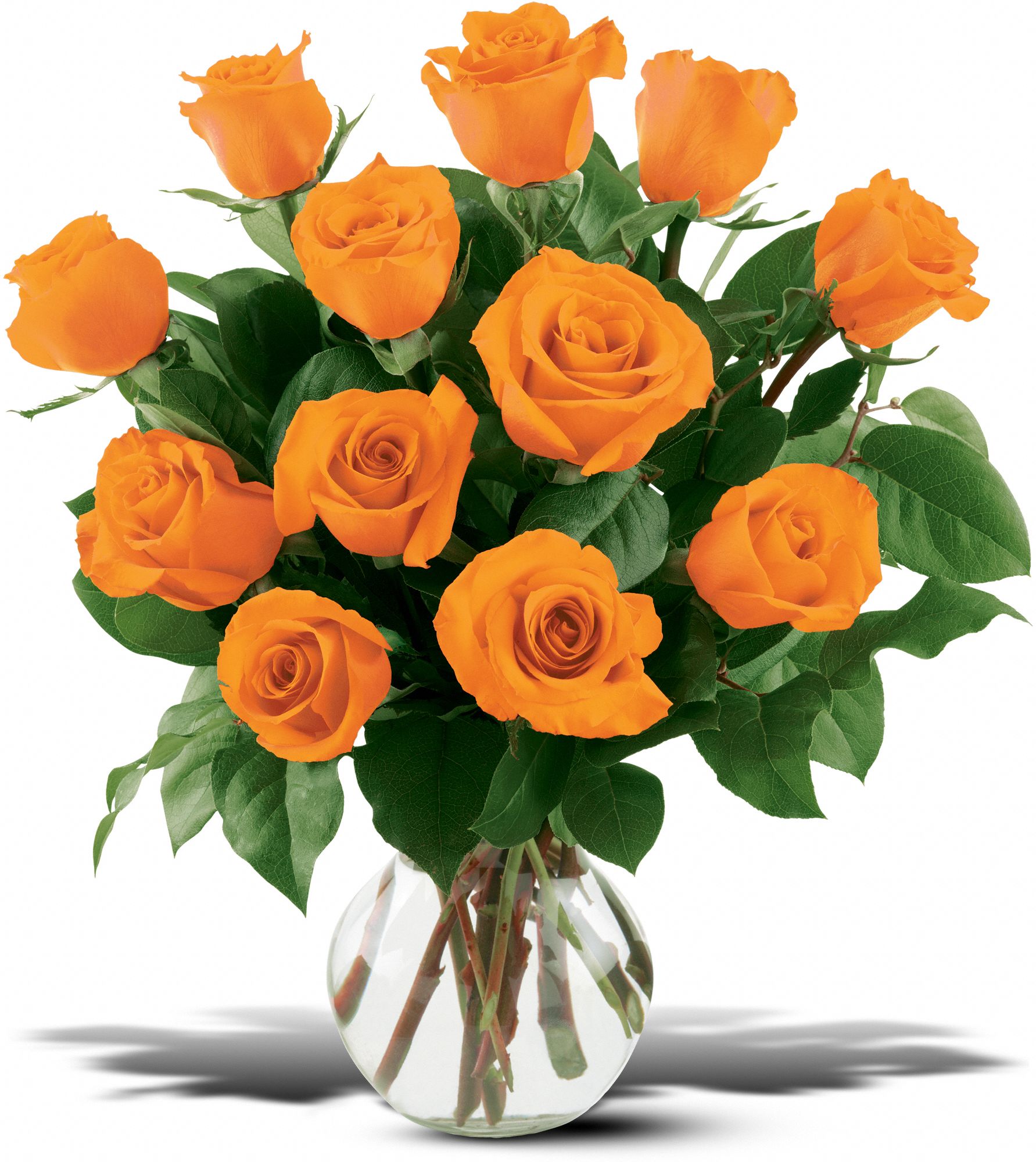 12 Orange Roses graphic