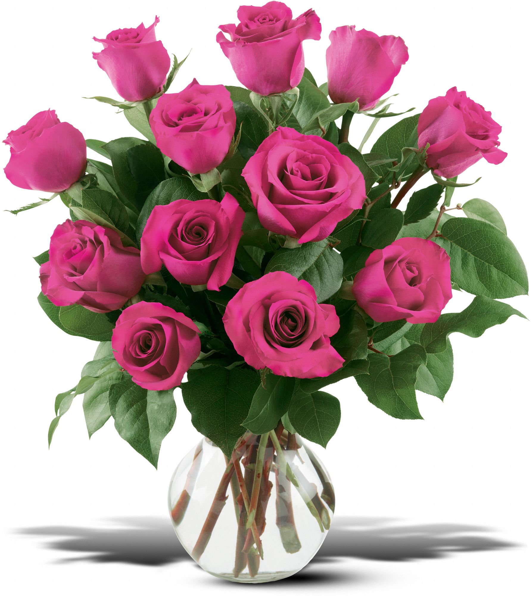 12 Hot Pink Roses