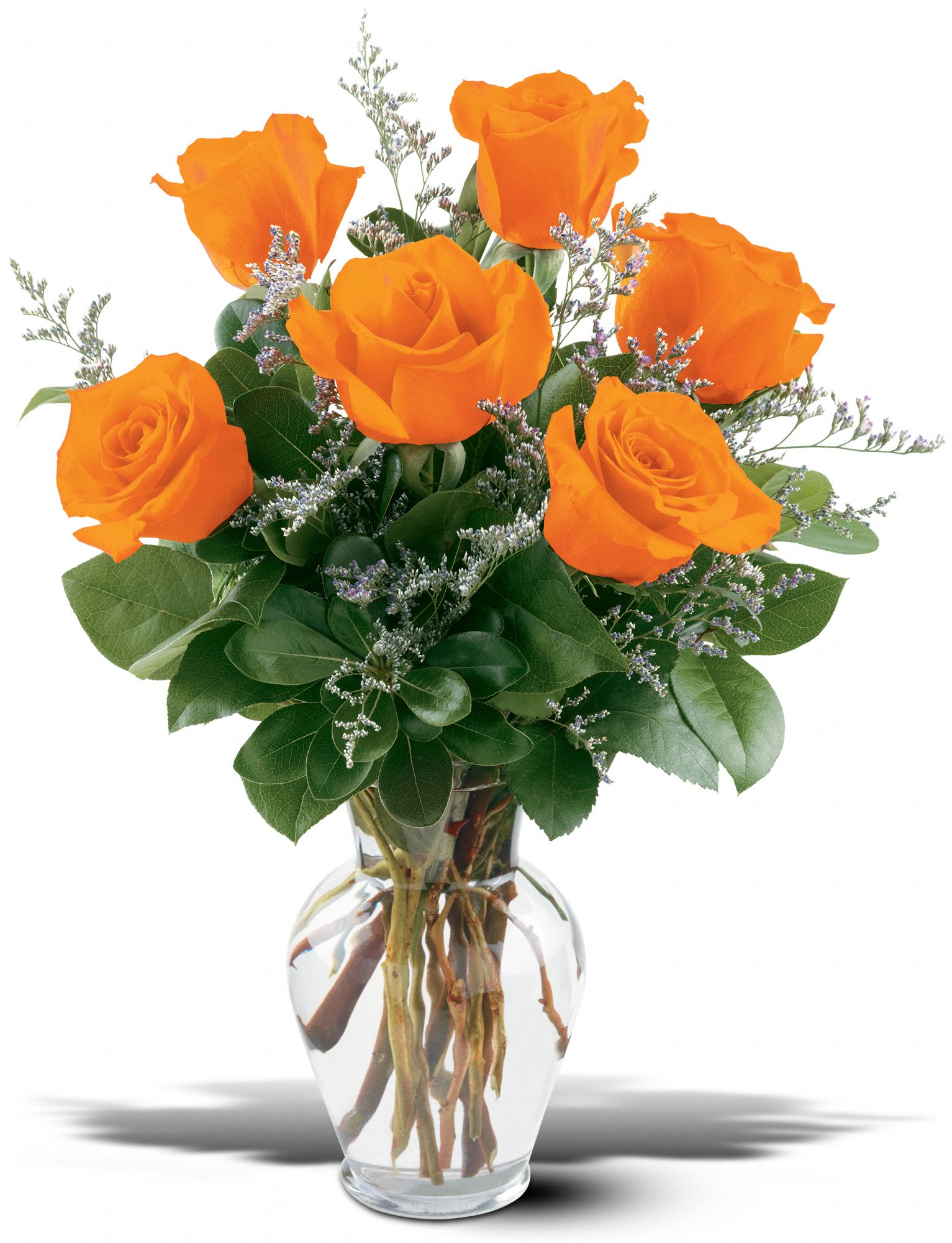 6 Orange Roses graphic