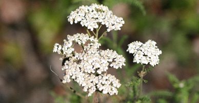 White flower