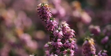 Purple flowering plant