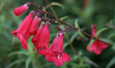Red bell-shaped flowers