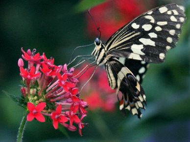 Butterfly and flower