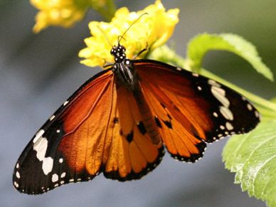 Butterfly and flower