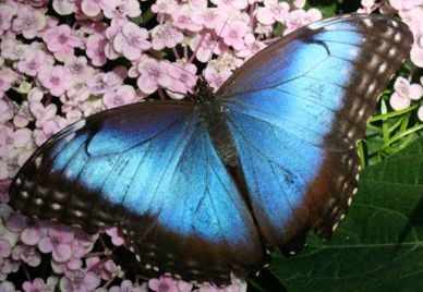 Butterfly and flower