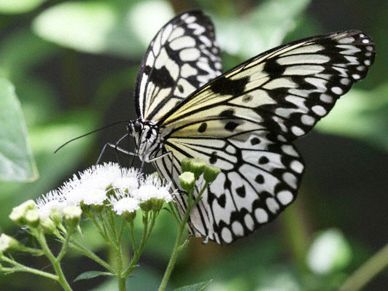 Butterfly and flower