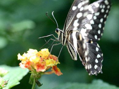 Butterfly and flower