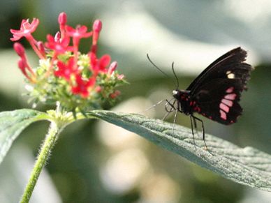 Butterfly and flower