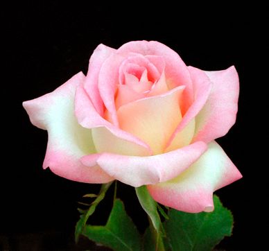 Cajun Sunrise Rose