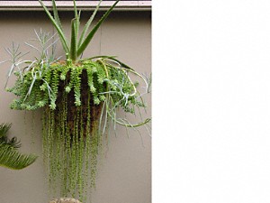 Hanging garden