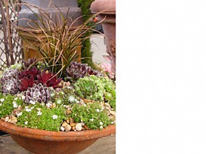 succulent container garden