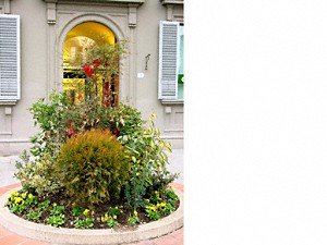 Outdoor container plants