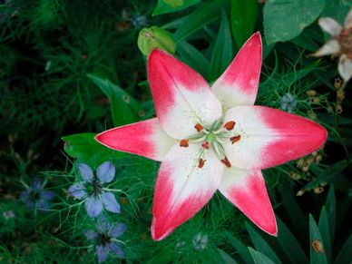 Lily