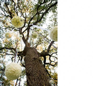 Flower ball hanging from oak tree