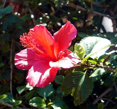 Hibiscus