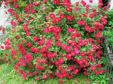 Red flowers outside