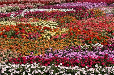 Flower field at Goldsmith Seeds