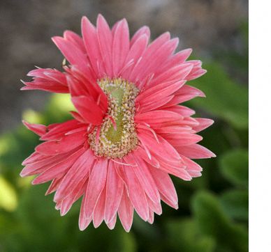 Conjoined flowers