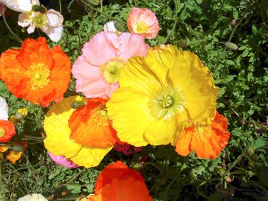 Poppies