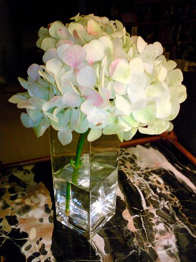Hydrangeas in a vase