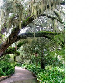 Live oaks and Spanish moss