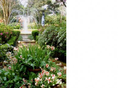 Louisiana garden