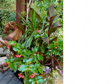 New Orleans container garden