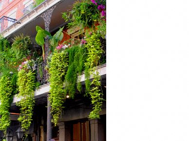 New Orleans French Quarter cascading plants