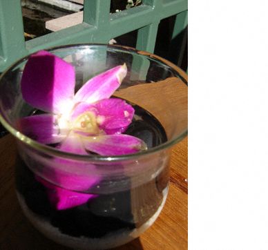 Orchid