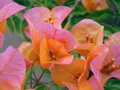 Bougainvillea