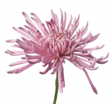 Pink Mum
