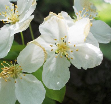 Plum Blossom