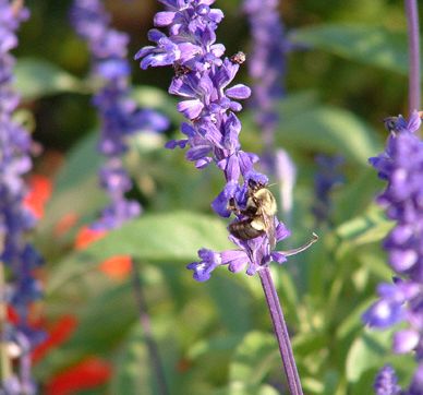 Purple Flowers