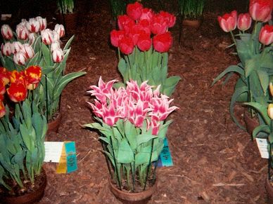 Philly Flower Show
