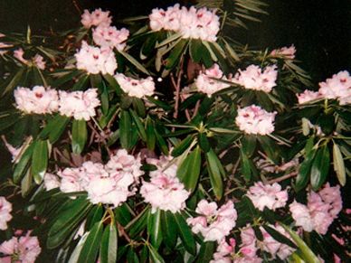 Tree peony