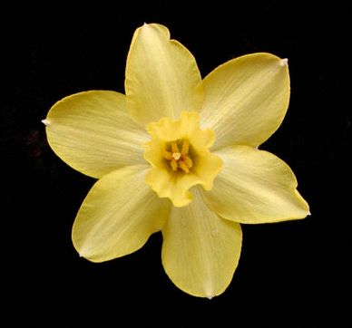 Yellow flower