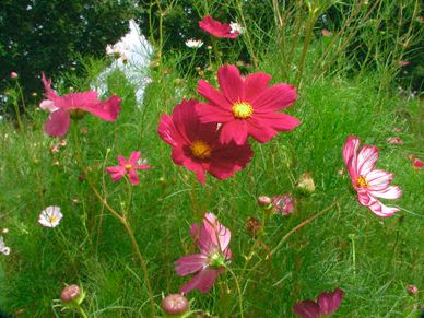 Flowers in a field