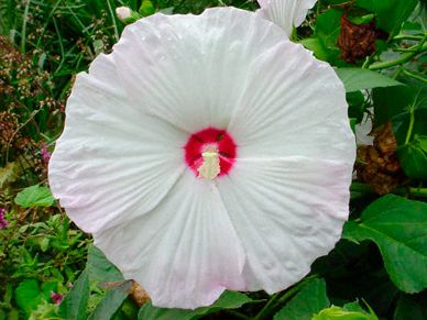 Large white flower
