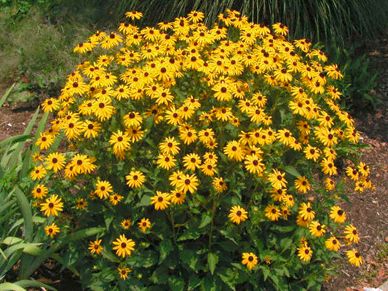 Bright yellow flowers
