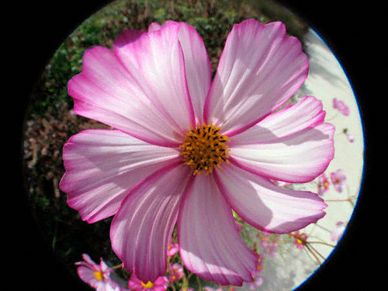 Pink and white flower