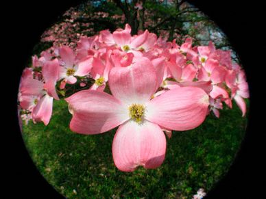 Pink flowers