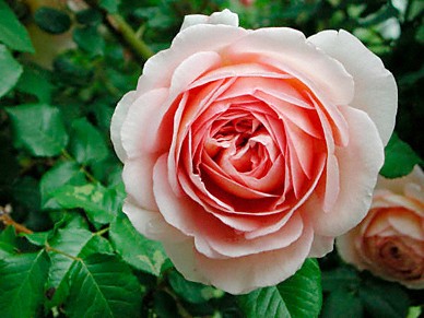 Pale pink rose